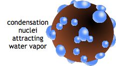 nuclei